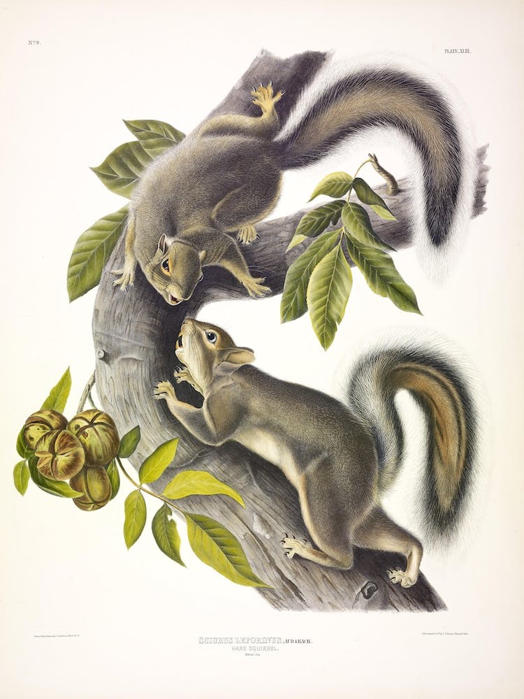 Hare Squirrel, John James Audubon