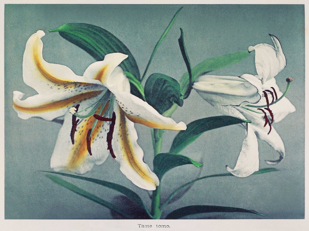 Japanese Lilies
