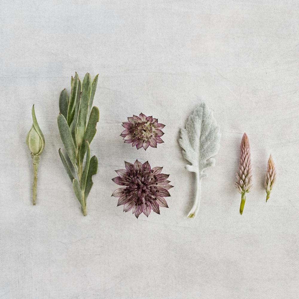 Fynbos Garden Square