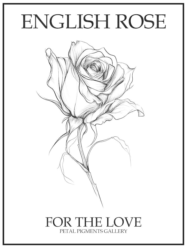 English Rose Black And White Line Drawing 36 Poster