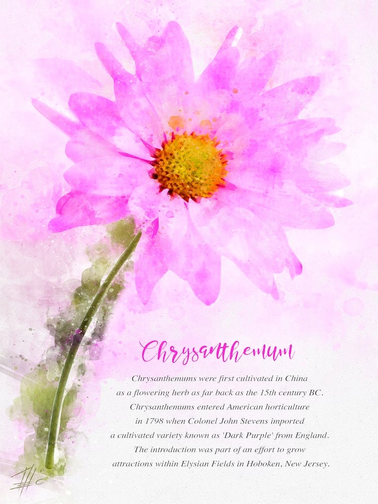 Chrysanthemum