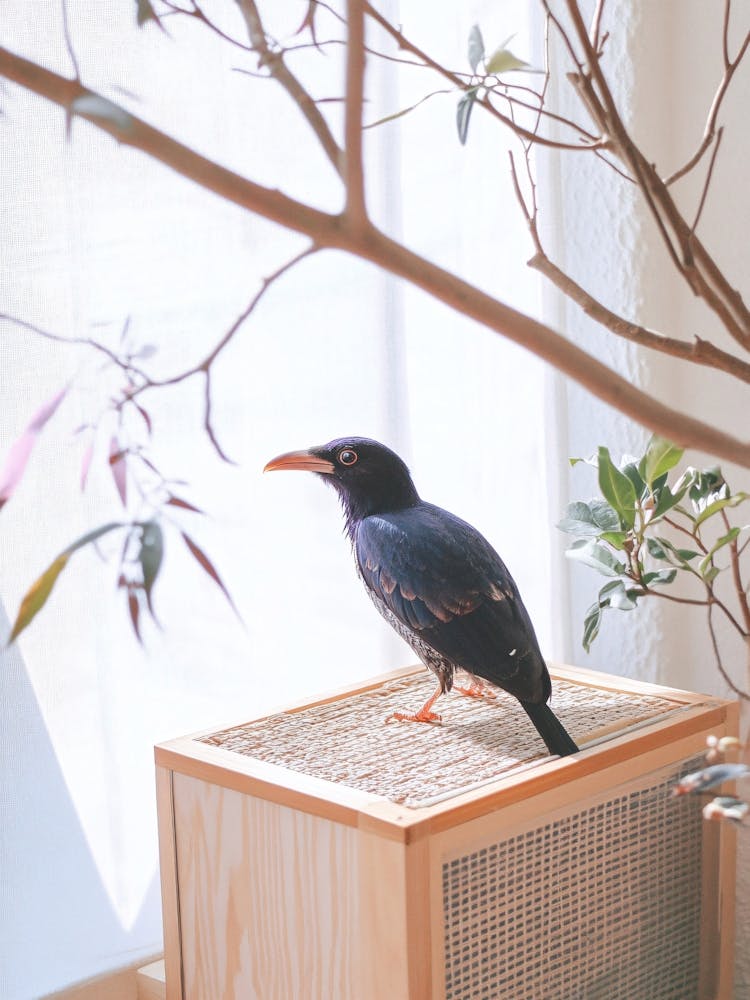 Bird On A Wooden Box