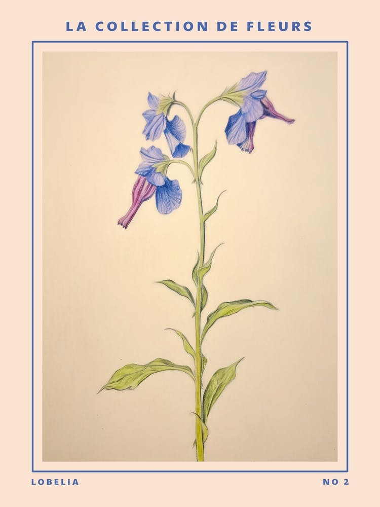 Lobélie 2 Affiche Botanique Fleur Française