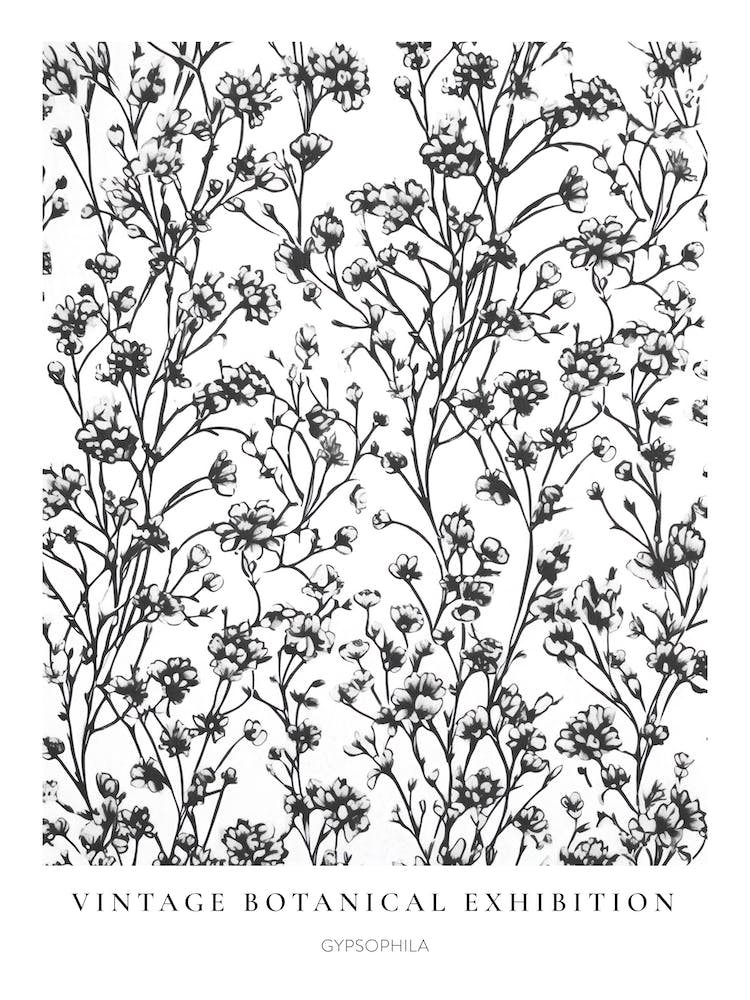Gypsophila 2 B&W Vintage Botanical Poster