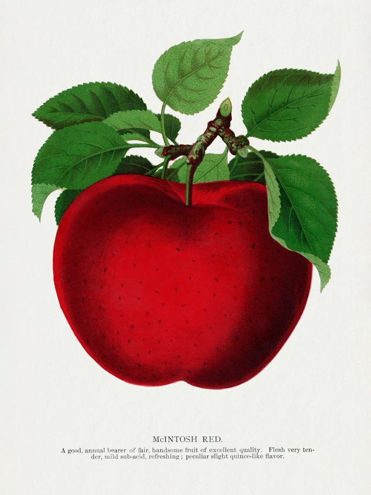 Vintage Botanical _2697920