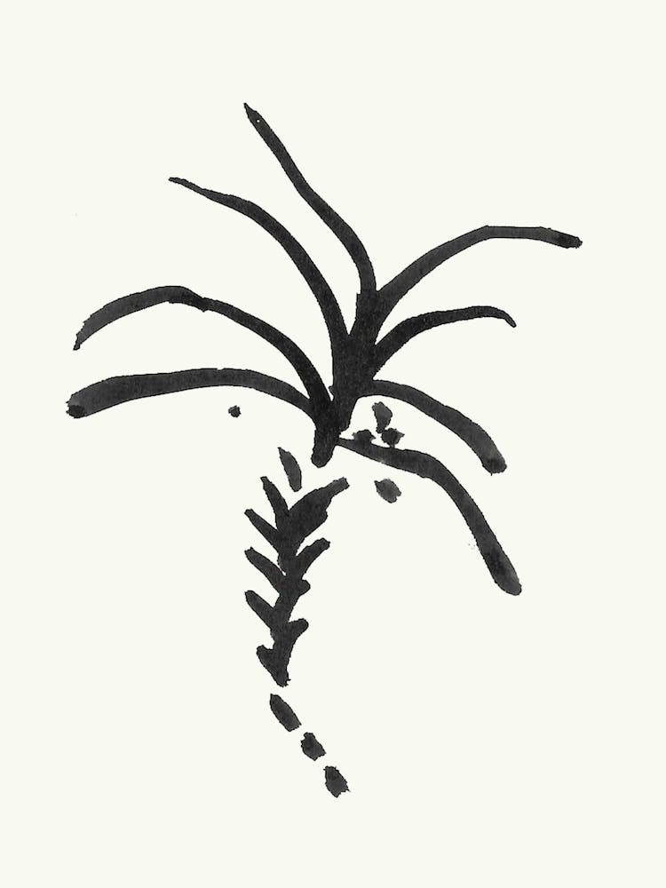 Black Palm Tree