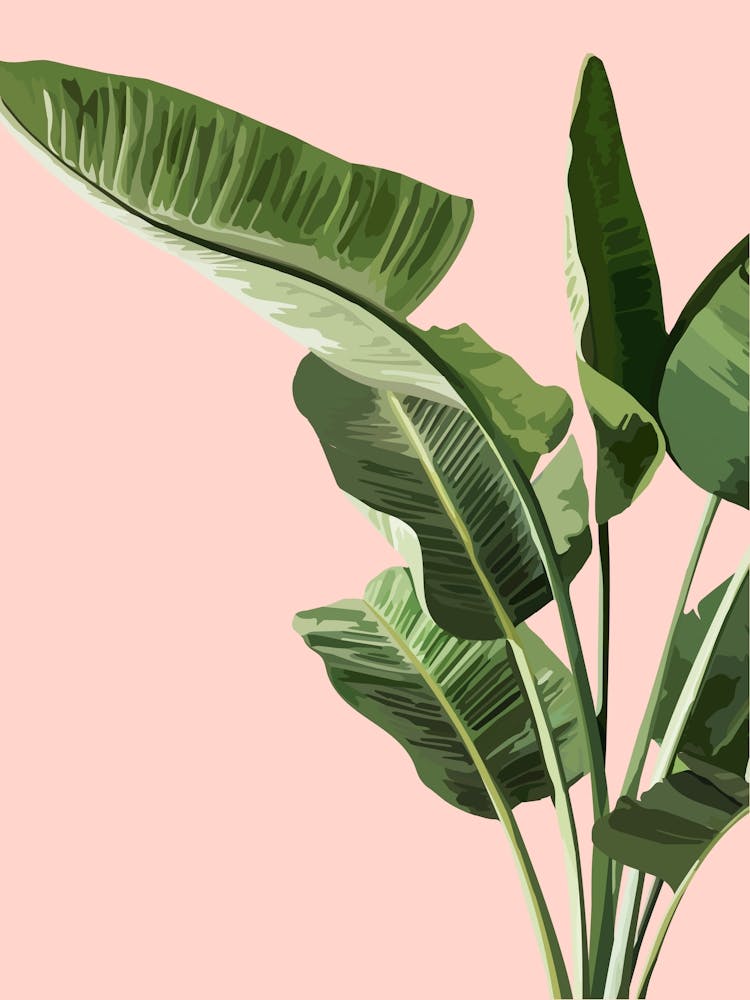 Tropical Pink Banana Leaf