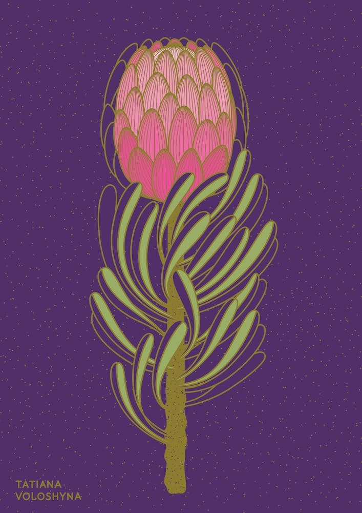 Protea-Blume