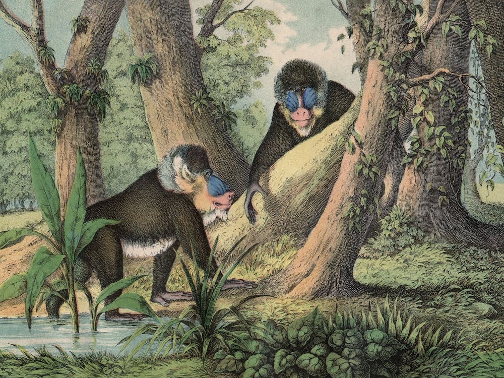 Vintage Kolb 3 Tafel 41 Mandrill