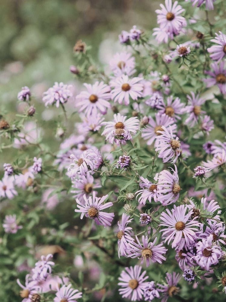 Joyful Little Flowers Purple & Green