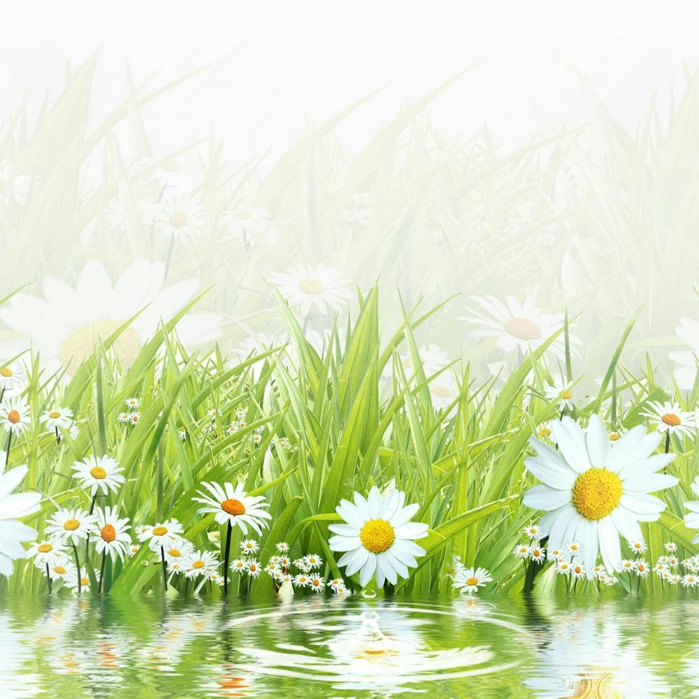 Daisies In Water