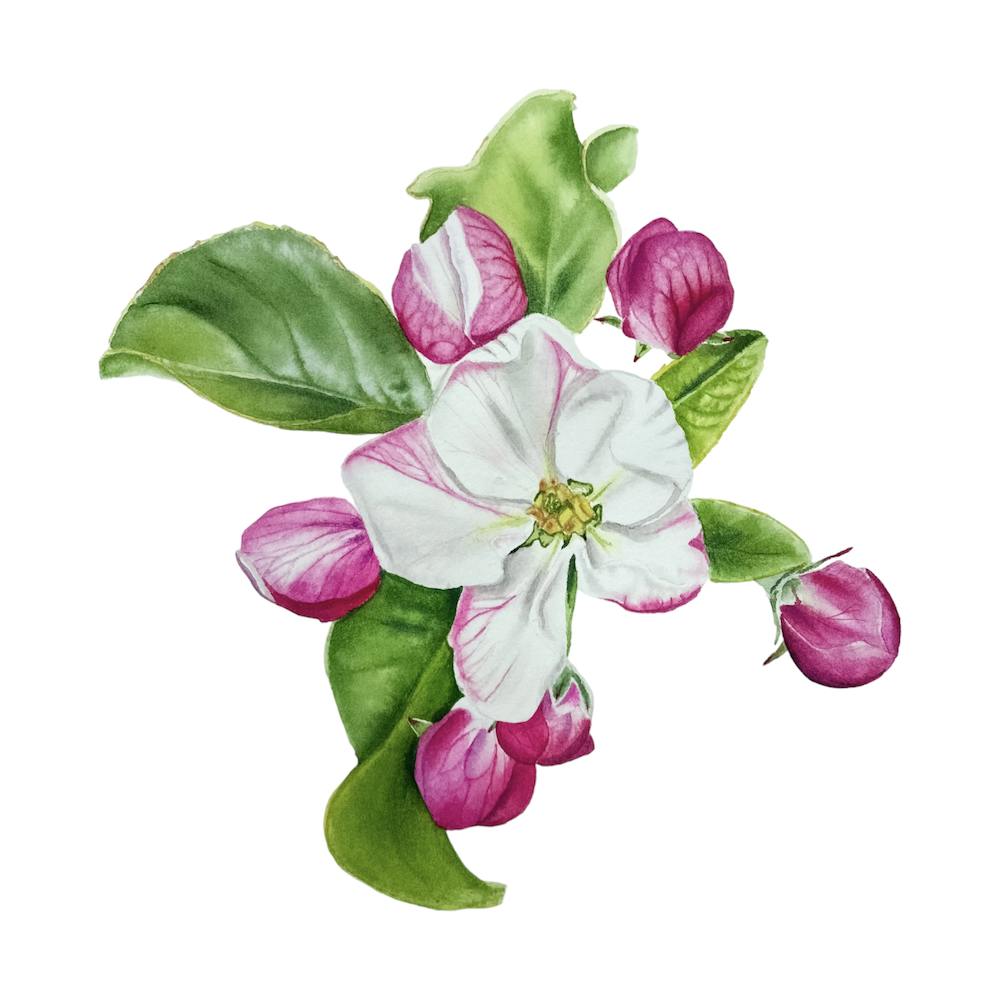 Apple Blossom