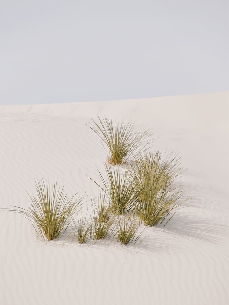 Desert Sand Grasses