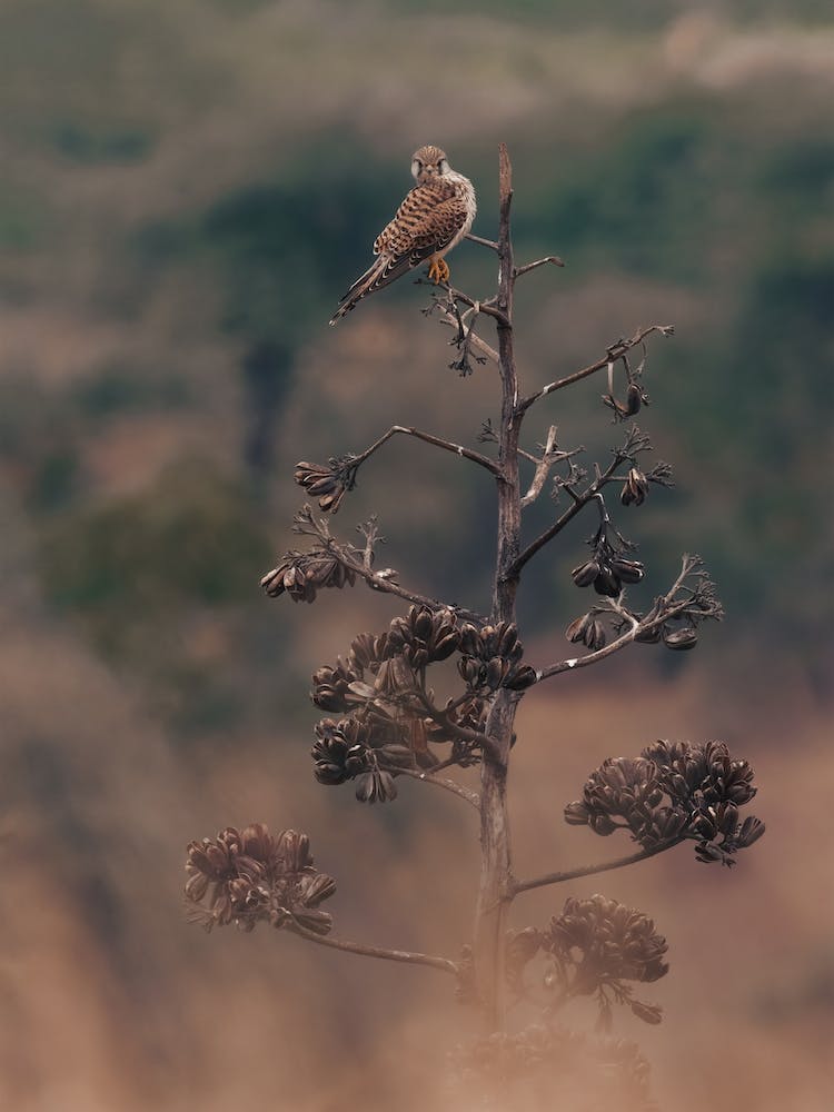 Falke in der Wüste