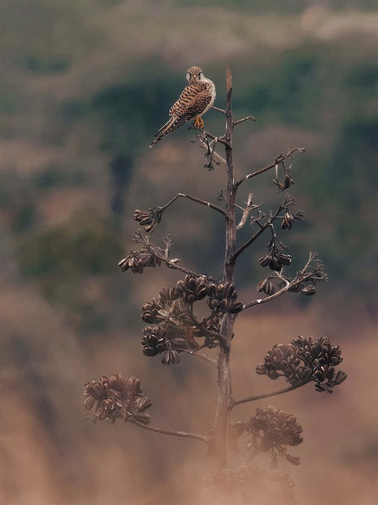 Kestrel In Desert