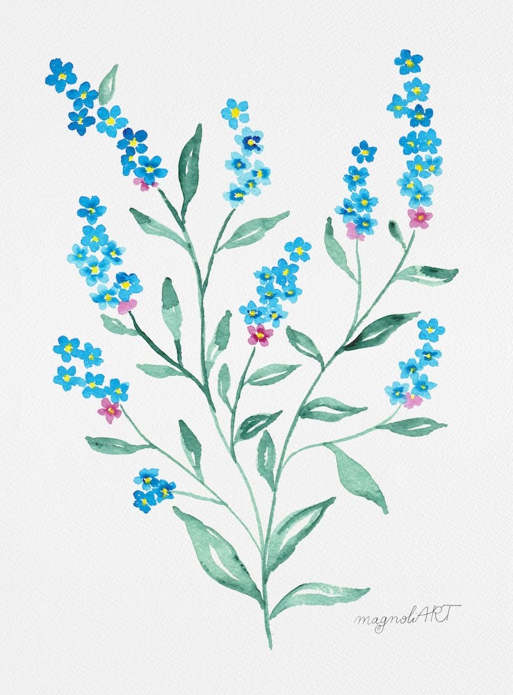 Forget-me-not 1