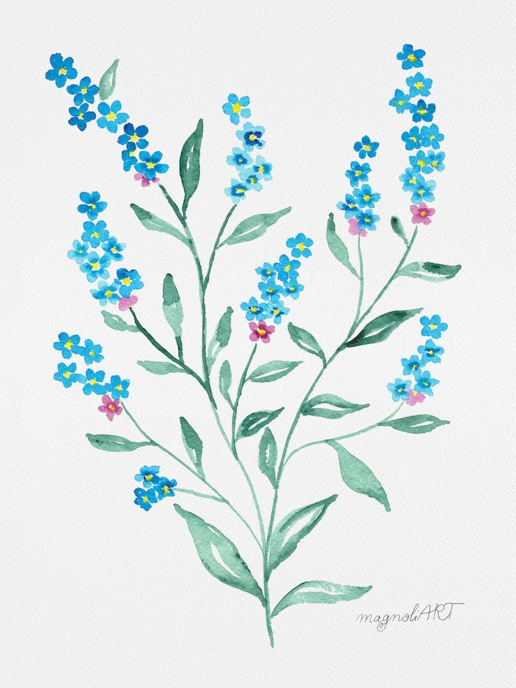 Forget-me-not 1