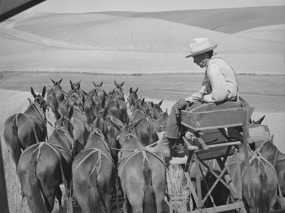 Mule Skinner And His Team In Wheat Fields In Walla Walla County, Washington By Russell Lee