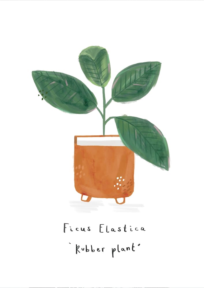 Rubber Plant