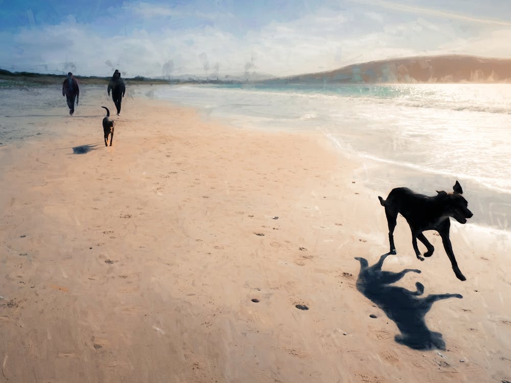 Beach Dogs