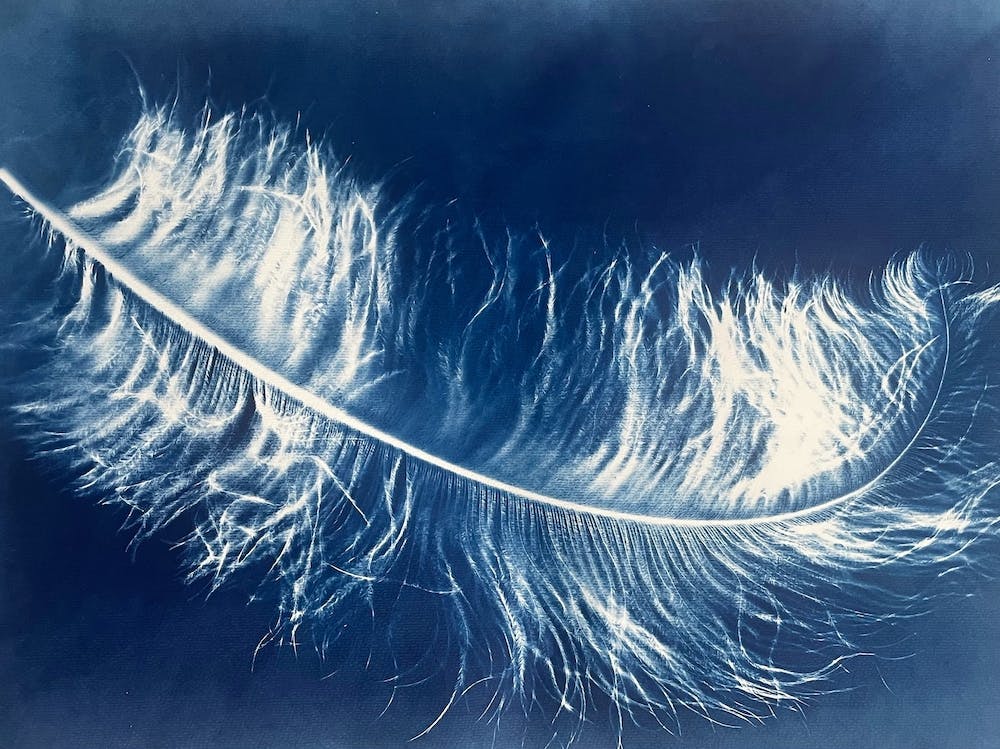 Blue Cyanotype Ostrich Feather 1