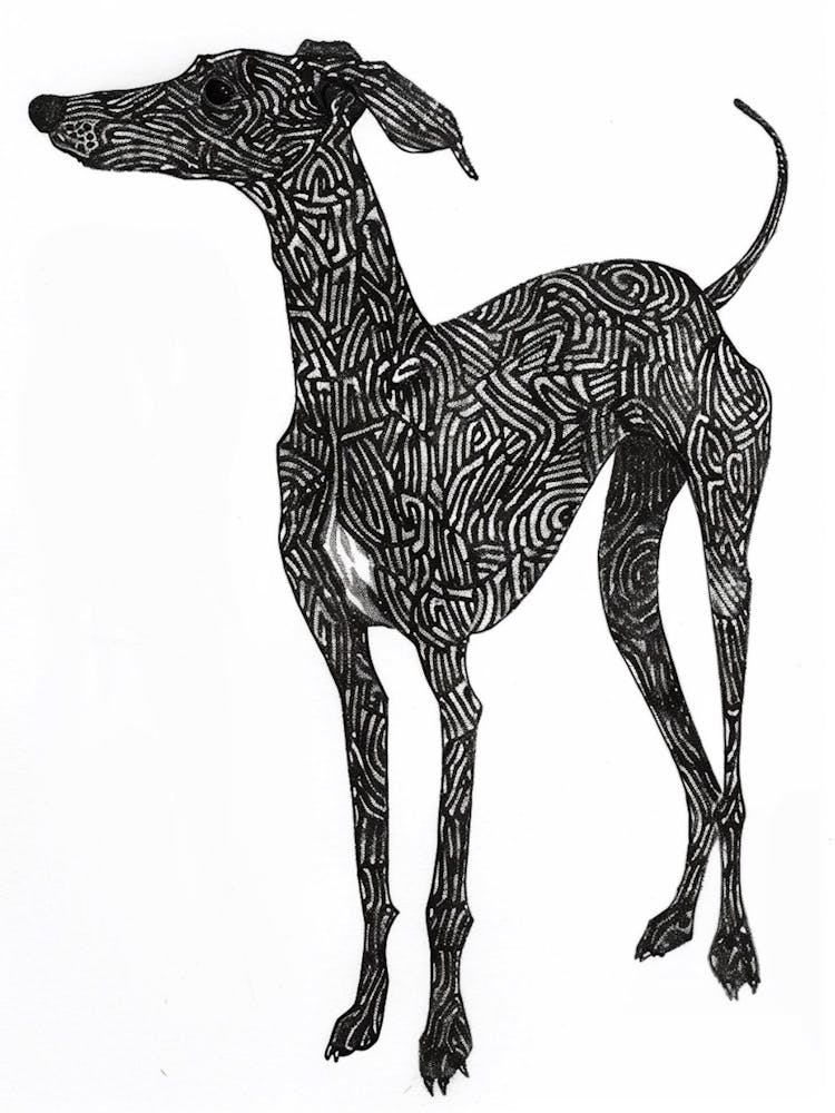 Whippet Dog Line Sketch 2