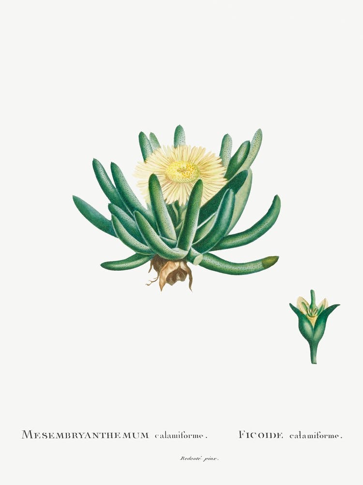 Mesembryanthemum Linguiforme, Pierre Joseph Redoute