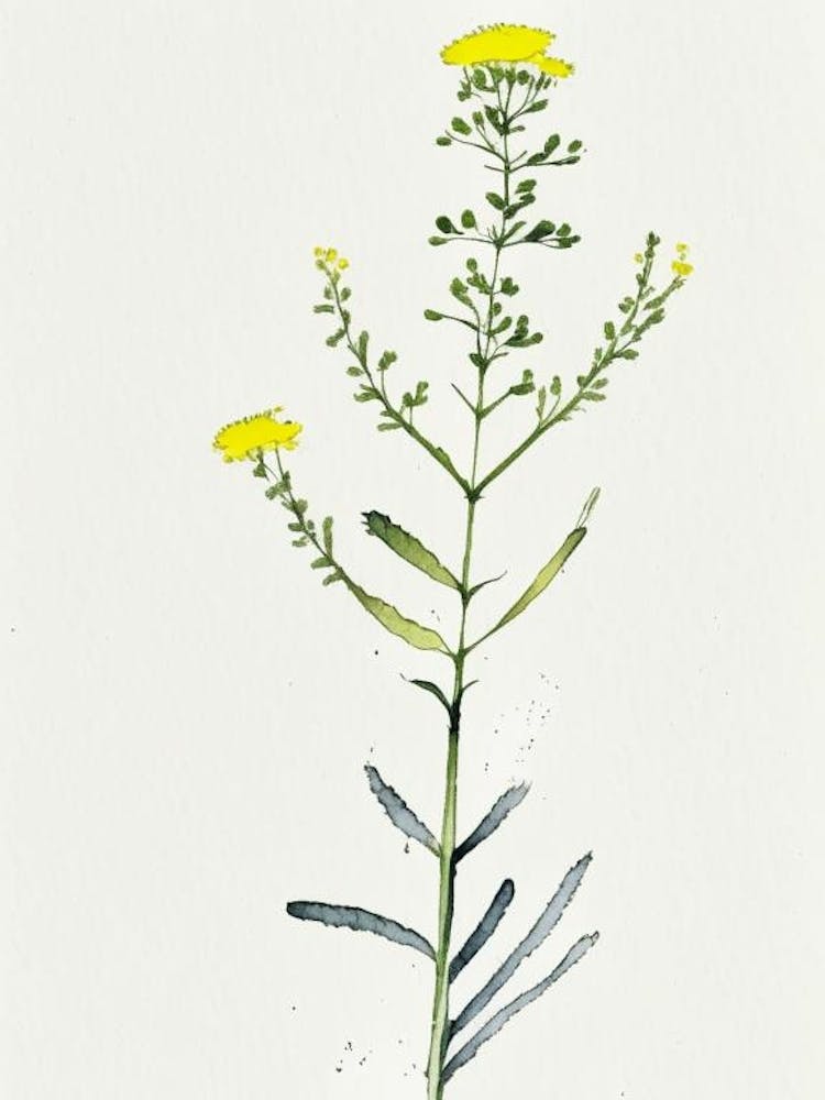Costmary Herb Minimalist Watercolour 2