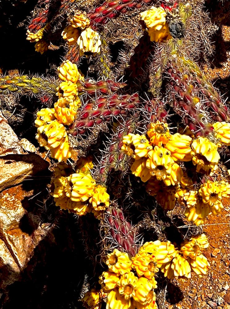 Kaktusblüte