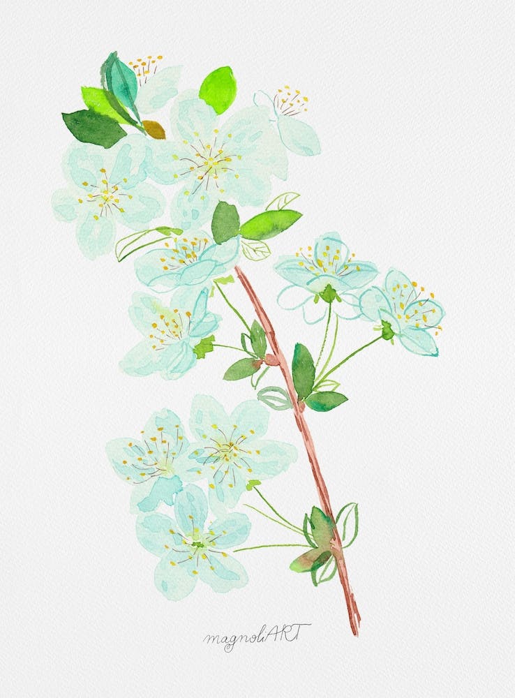 Wild cherry