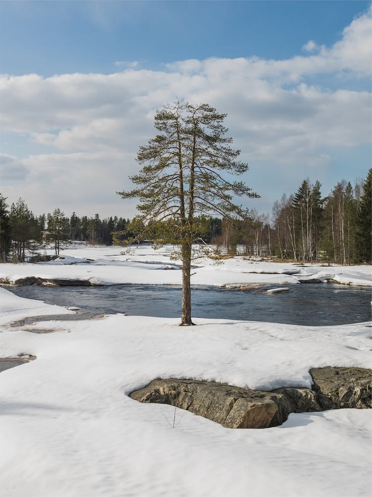 Split Pine