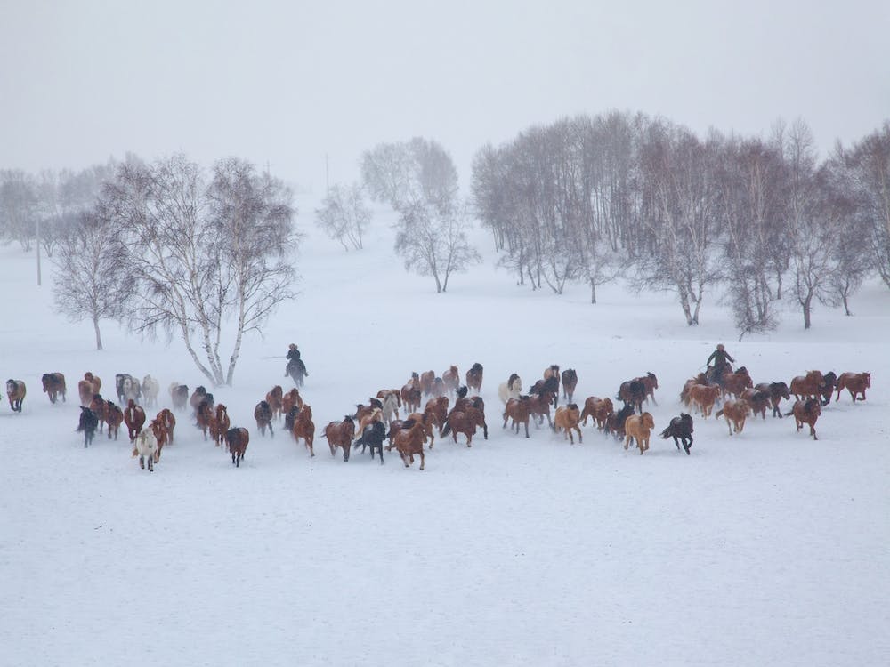 Horses In Winter
