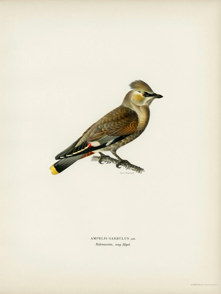 Ampelis Garrulus, The Von Wright Brothers