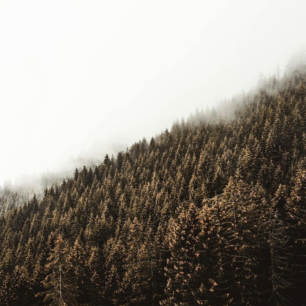 Thick Forest Landscape Square