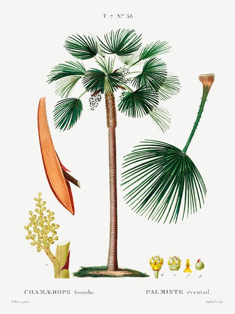 Palm Fan, Pierre Joseph Redoute