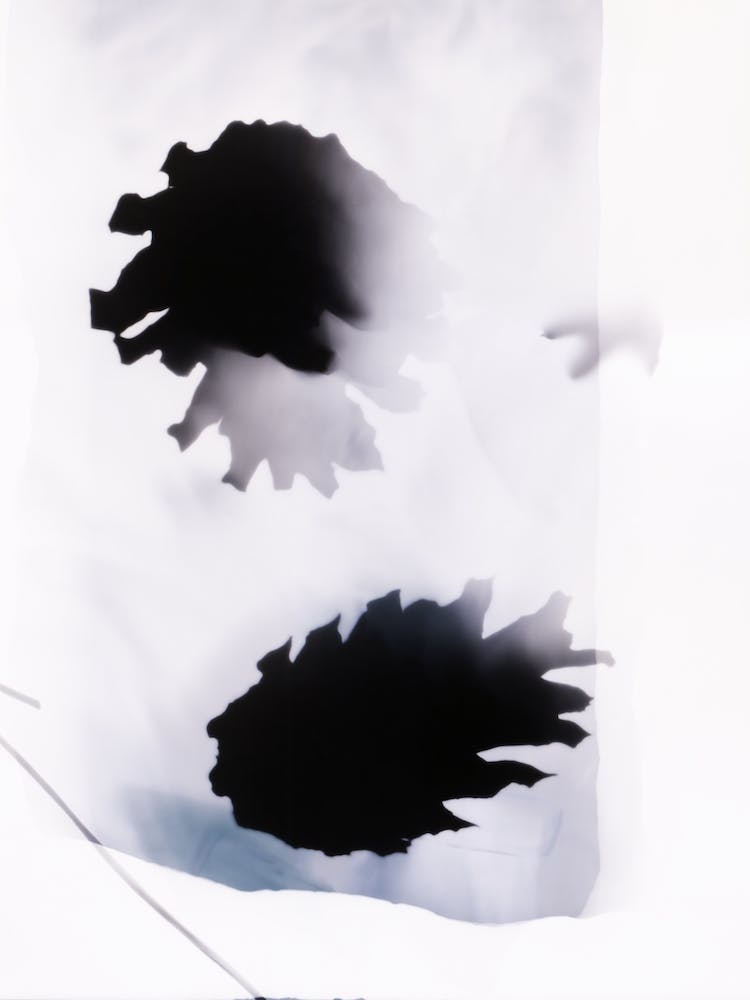 Pine Cones Black And White Botanical