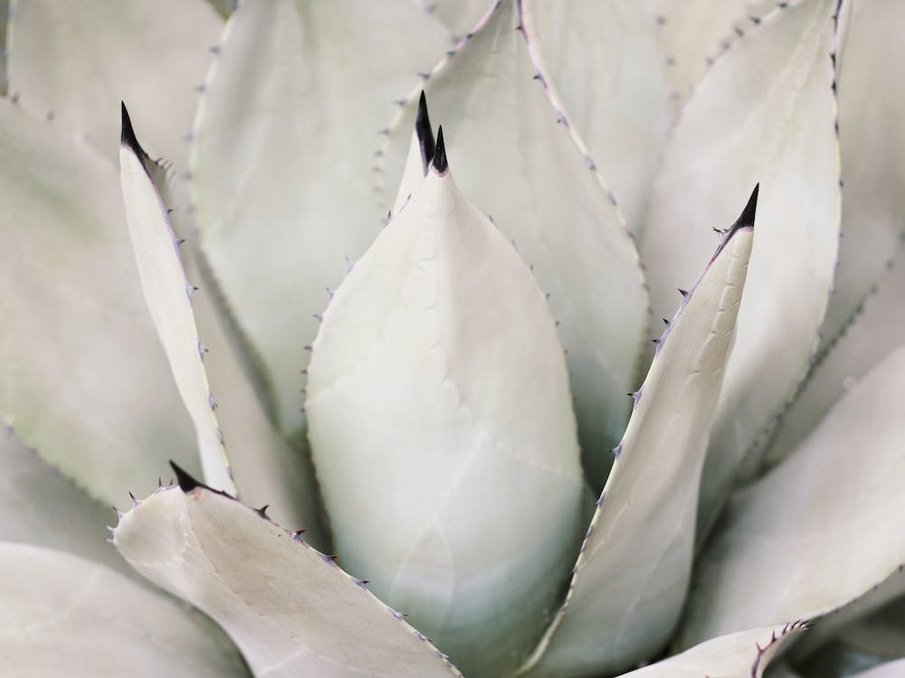 Neutral Agave Plant