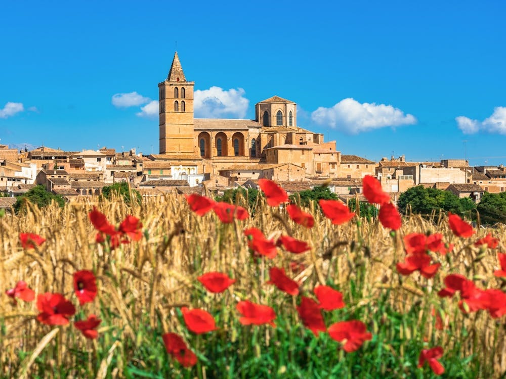 Mallorca Poppies In The Field