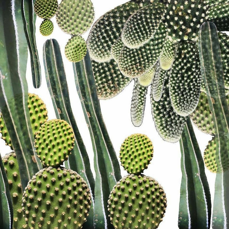 La Cacti Square