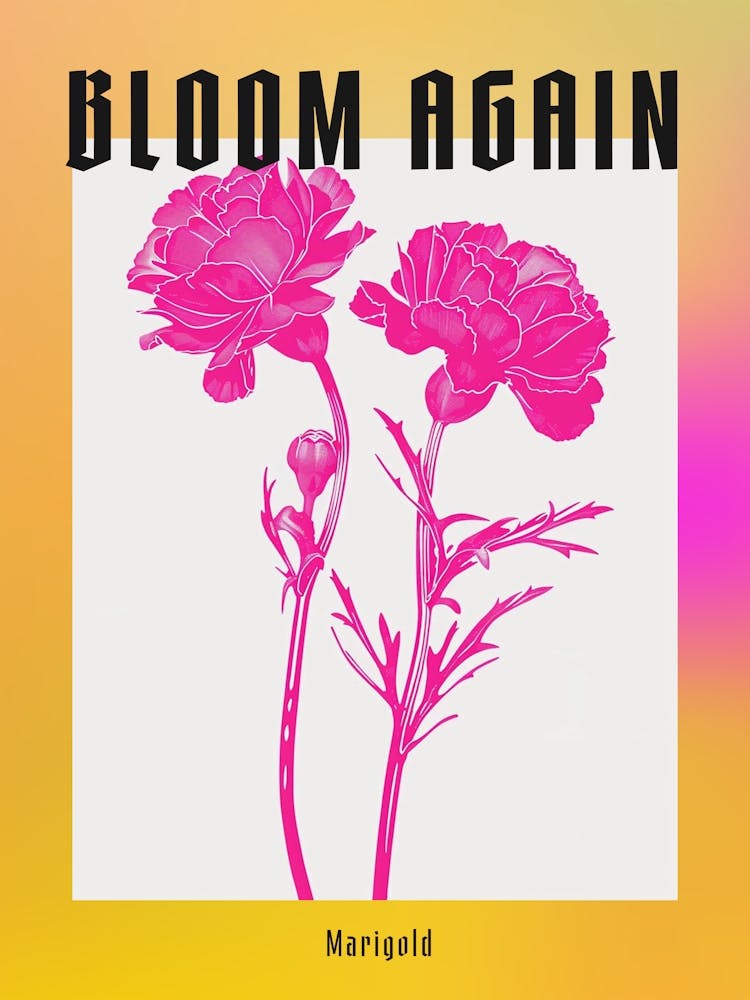 Hot Pink Marigold 1 Poster