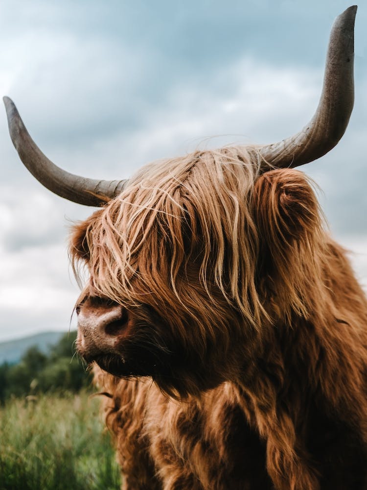 Scottish Highland Cattle