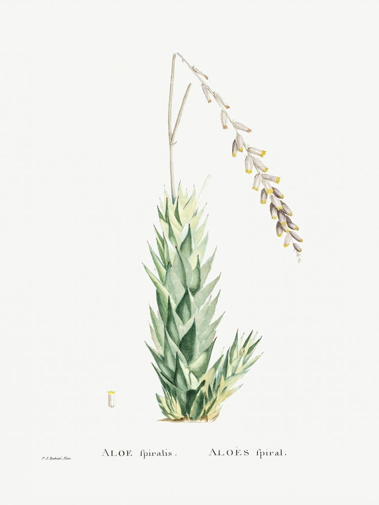 Aloe Fpiralis, Pierre Joseph Redoute