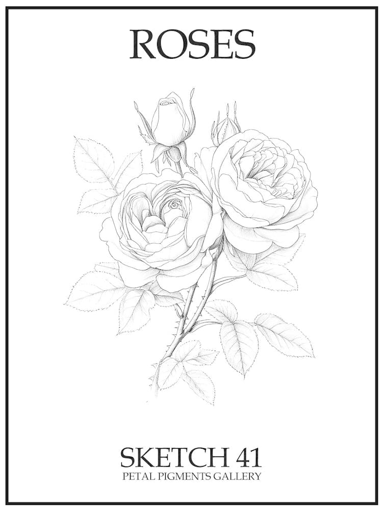 Roses Sketch 41 Poster