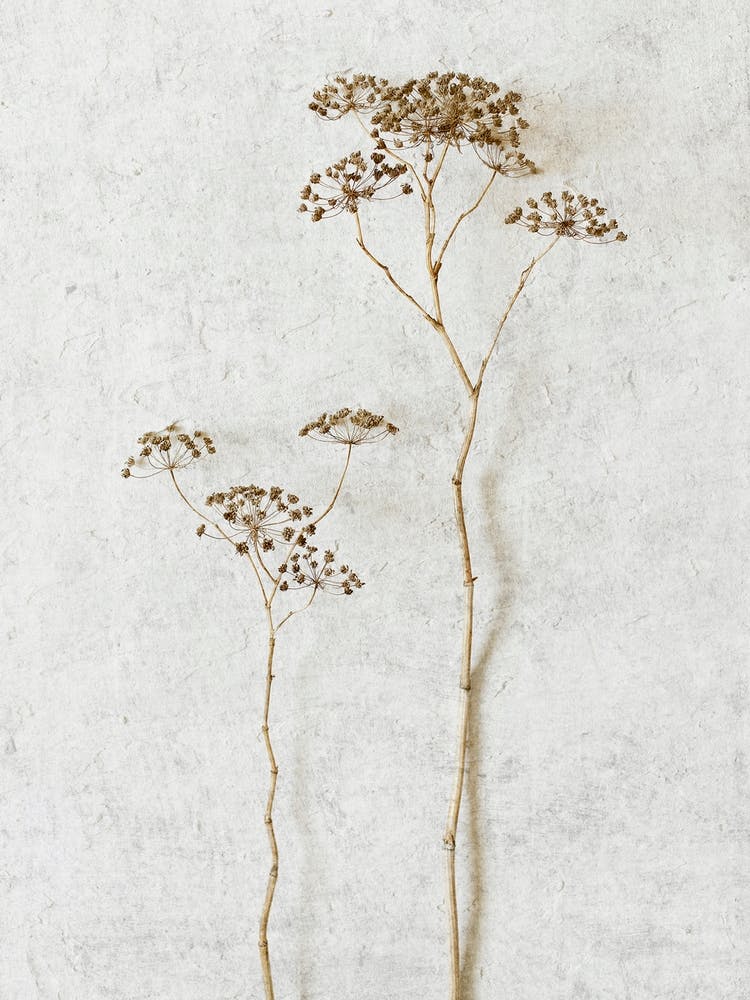 Wild Flowers