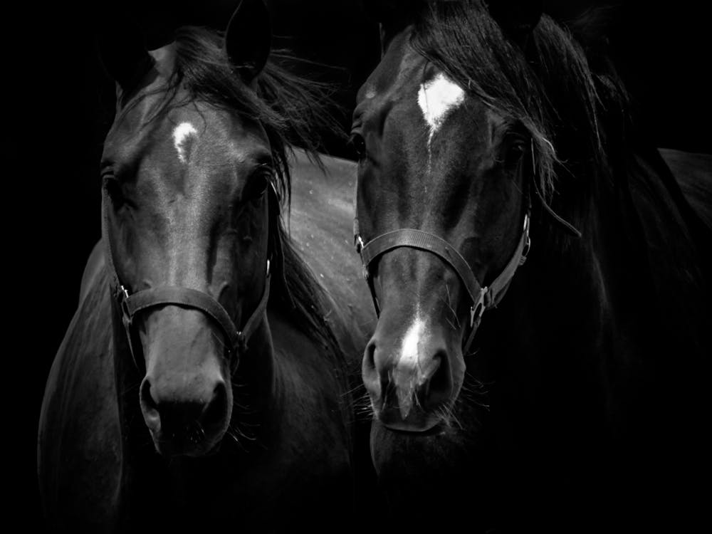 Two Horses In Black And White