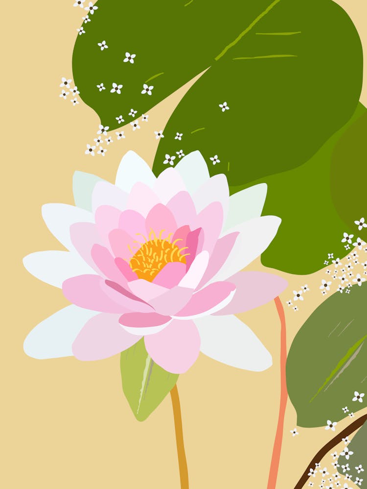 Water Lily | 07 - Yellow And Pink