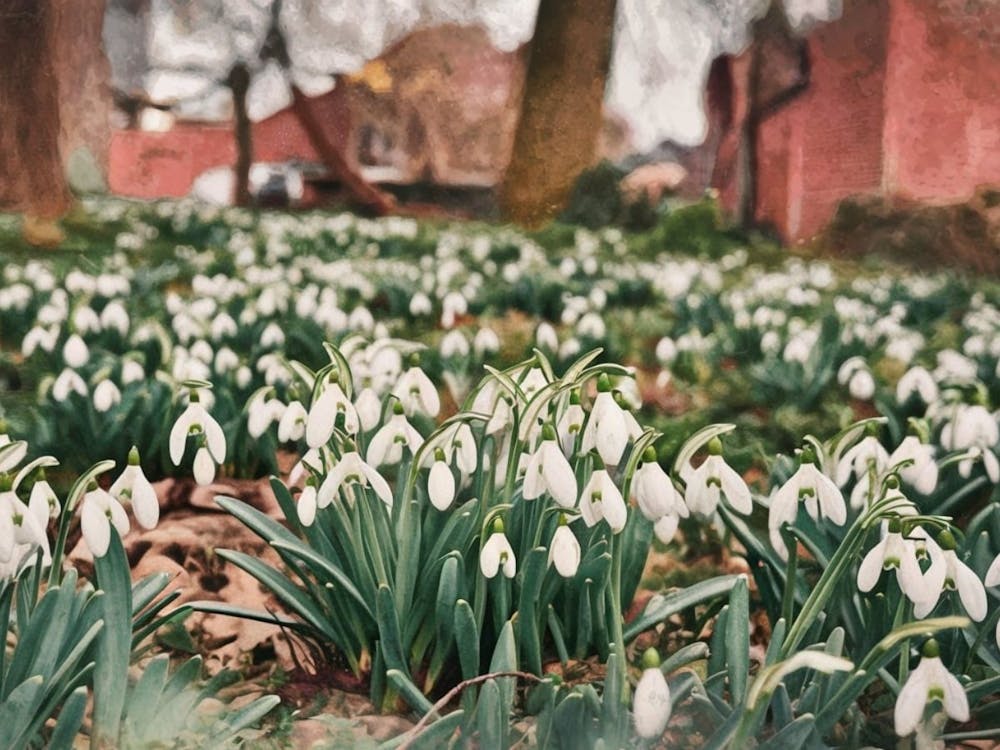Scottish Snowdrop Serenity - Winter Floral
