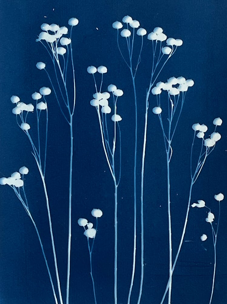 Blue seedheads