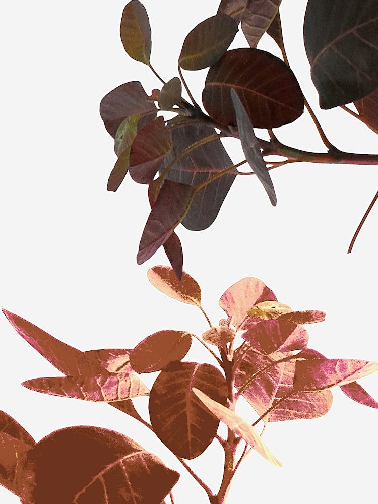 Tropical Leaf