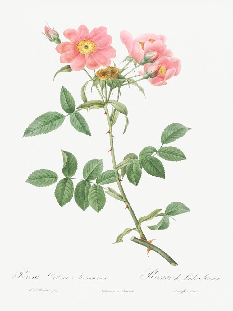 Rose Of Lady Monson, Pierre Joseph Redoute